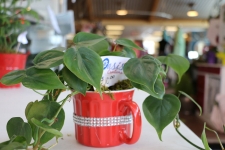 Green plant in a bright red mug with silver beaded band